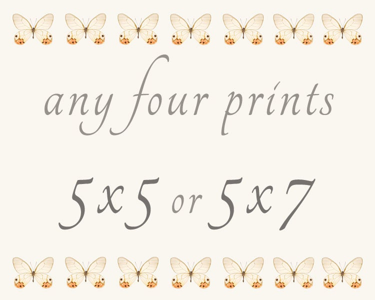 Create a Set of Any Four 5x5 or 5x7 Prints from my Shop