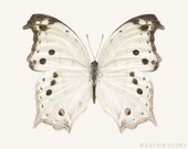 White Butterfly Print, 8x10 Nature Photo, Natural History Print, Butterfly Artwork, Nature Photography Print, Fine Art Photo, Entomology Art