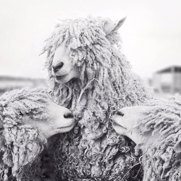 Sheep Art, Animal Photography, Sheep Photograph, Animal Art Print, Black & White Photography Wall Art, Wall Decor Fine Art Photography Print