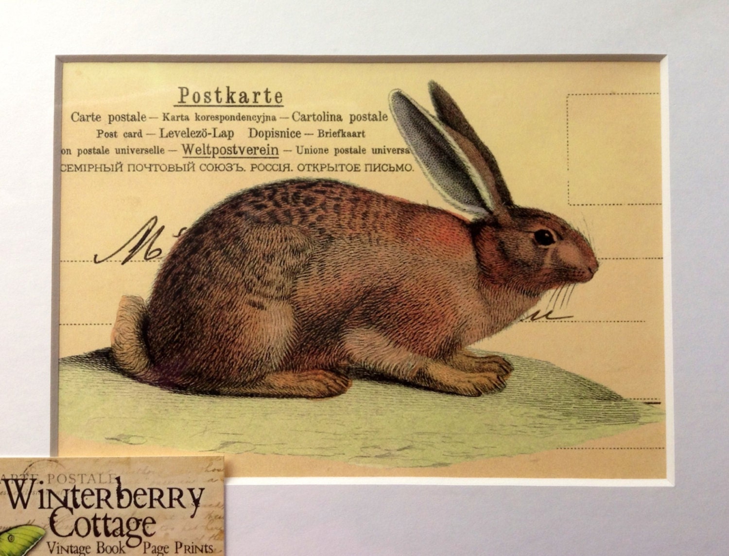 Rabbit, Bunny, Print, Vintage Postcards,  Advertisment