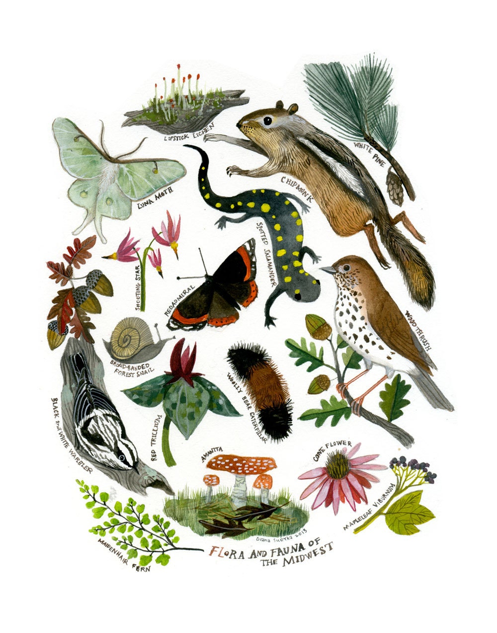 Flora and Fauna of the Midwest:11 x 14 Limited Edition Giclee Print