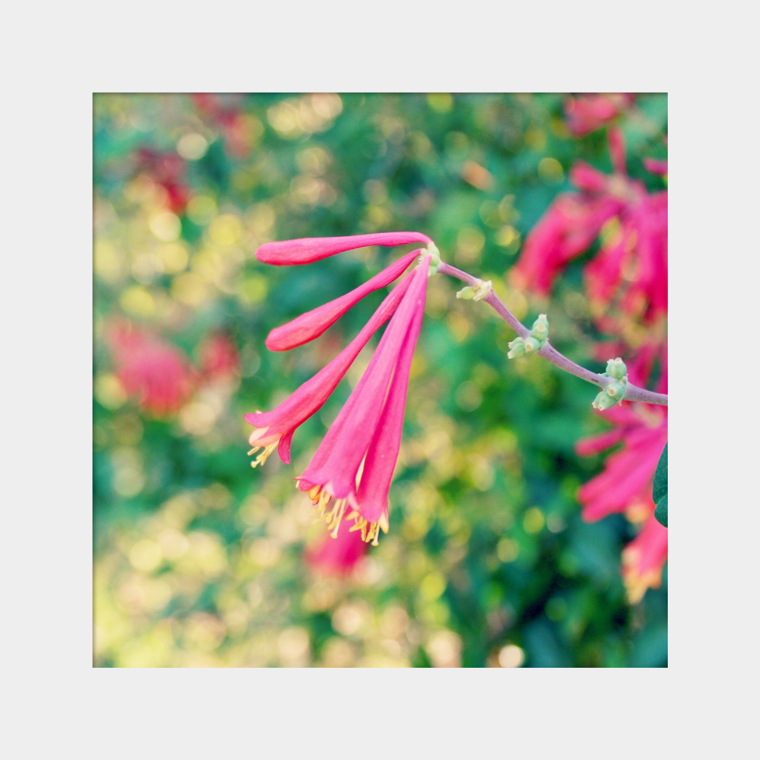 Honeysuckle: square fine art macro floral photograph print of trumpet honeysuckle flower (red, pink, yellow, green bokeh)