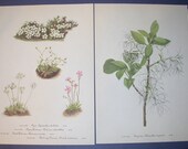 Set of 4 Vintage 1953 Color Prints  Wild Flowers of America Bookplates