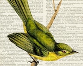 NEW - Yellow Tyrannulet - 1800's bird artwork -  printed on page from vintage dictionary