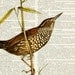 Streamcreeper - 1800's bird artwork printed on page from vintage dictionary - NEW