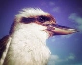 Kookaburra Photo Bird Photography Animal Photograph Nature Photography Australian Wildlife Print 5x5 Bird Picture Wall Decor