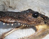 Alligator Taxidermy
