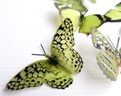6 x Special Olive Green 3D Butterflies great for Weddings, Crafts