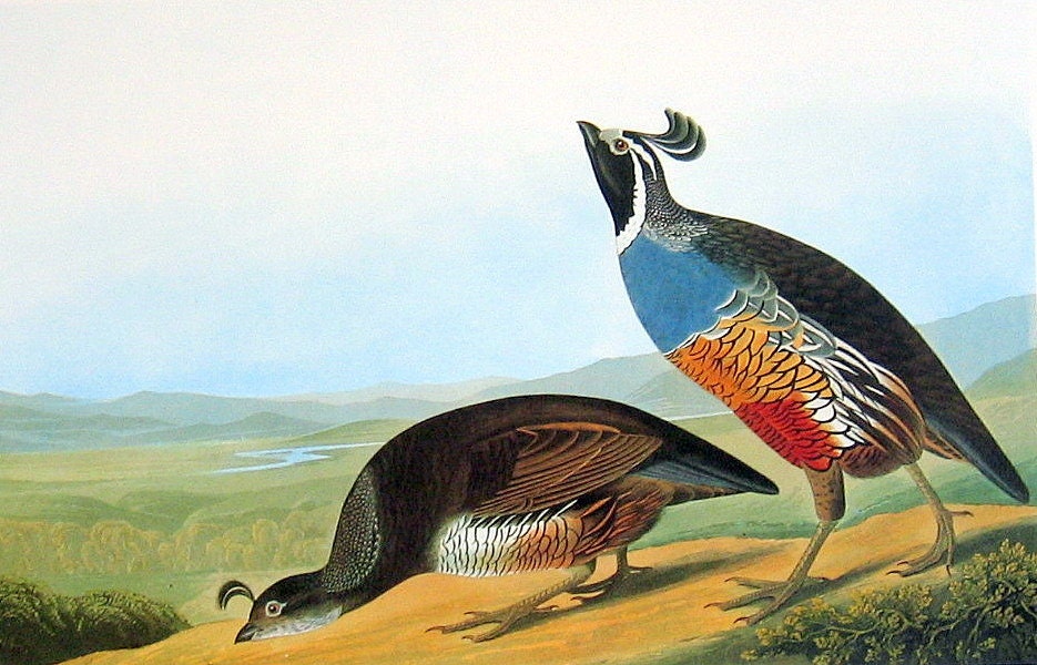 Large Bird Print - California Quail - 1981 Vintage Audubon Bird Book Page