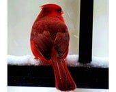 Small Cardinal Photograph, Animal Photo, Bird, Nature Photography, Red, Black, White, Winter, Woodland- 4x4 inch Print-Cardinal in the Snow