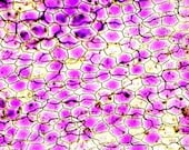 Microscope Photography, Macro Photo, Plant Cells, Purple, Violet, Botanical, Science, Still Life, Nature- 5x7 inch Print- Purple Pathway
