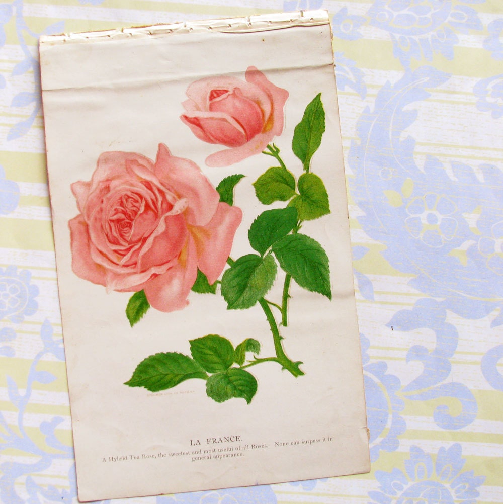 Pretty in Pink...Scrumptious Old Floral Book/Catalog Page