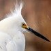 Bad hair day snowy egret  fine Art Photography Metallic 5x7 photograph