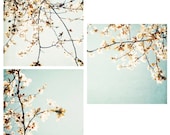 set of 3 5x5" photos- as seen on the cover of Artful Blogging - spring flowers, pale blue, white blossoms