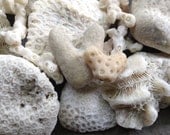 CORAL GALORE...beach treasury supplies, white fossils, natural history