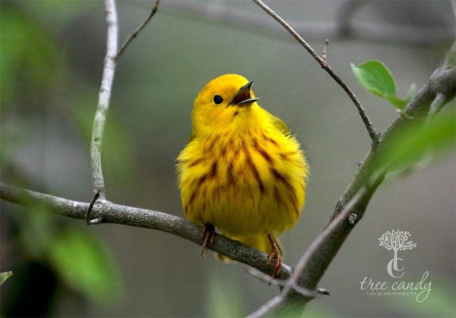 Yellow and Happy
