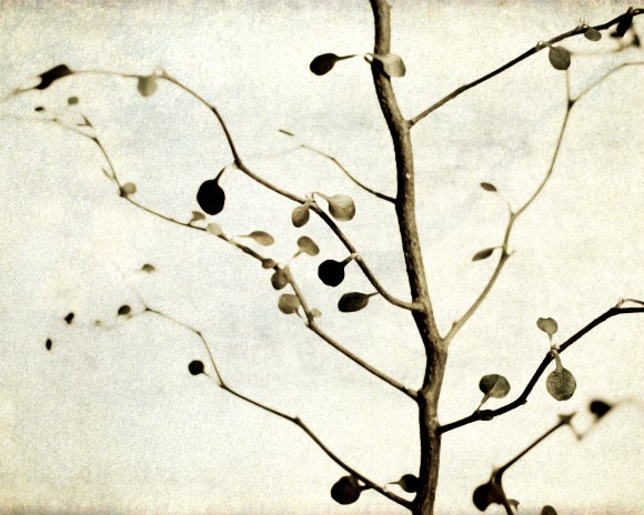Nature photography - black and white - faded neutral tree branch - soft ivory white - rustic wall art minimal modern decor - 8x10 - Dappled
