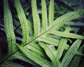 Nature Photography - fern plant botanical art print spring garden - green dark blue photograph - fine art print 8x10 - "Entwined"