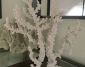 XL Large Rare White Octopus Coral on Clear Stand