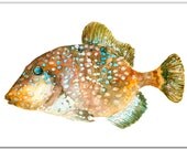 Trigger fish 8x10 giclee print. Watercolor painting. brown fish, tropical fish .watercolor.original watercolor