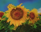 Sunflowers, summer sunshine, 11x17, Fine Art photography, nature, blue sky, home decor