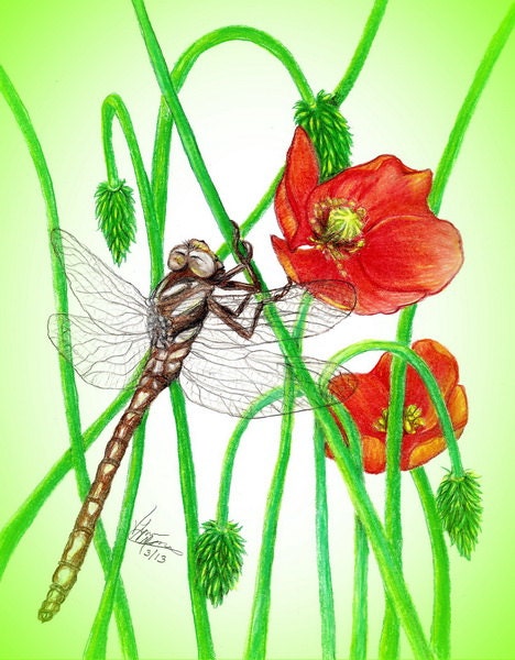 Bronze Dragonfly With Poppy