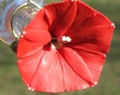 HUMMINGBIRD FEEDER--Cardinal Climber on 1/10 PINT Bottle
