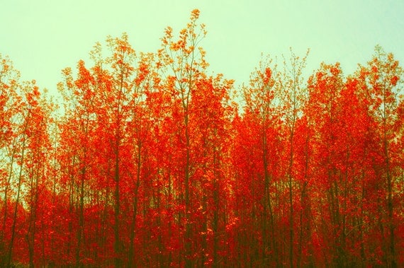 Photography Orange leaves photography green sky fall burnt orange aqua fall foliage leaf photo nature ruby forest