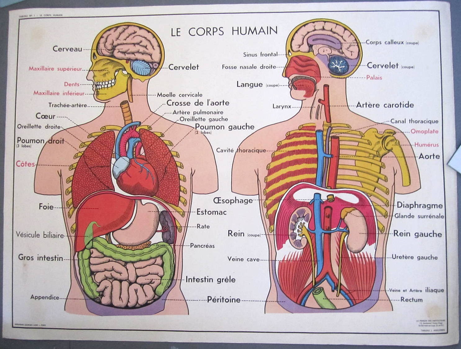 French Vintage School Poster Anatomy Medicine Muscle