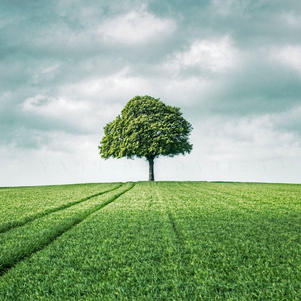 Landscape photography, Nature Photography, Spring photography, Farmhouse decor, green photography, Tree photography, Print 8x8(20x20cm)