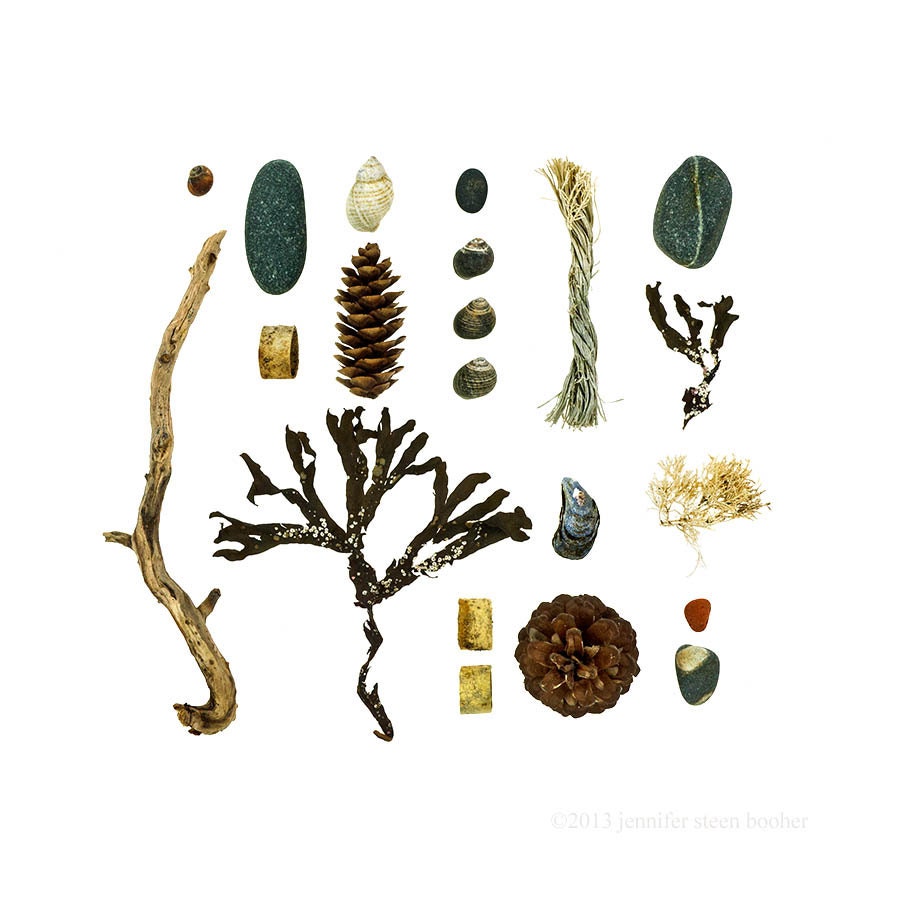 Beachcombing series No.68 - 8x8 photograph - driftwood, seaweed, shells