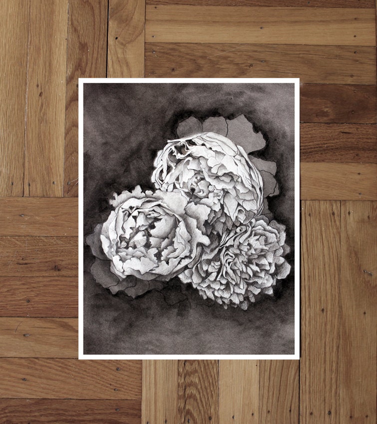 Peonies Giclee Print from Original Drawing