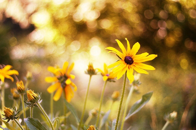 Yellow Flowers 12x8 Fine Art Print Photography