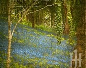 In the Bluebell Woods 6 - Signed Fine Art Print
