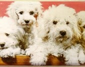 Vintage Toffee Tin White Fluffy Puppies