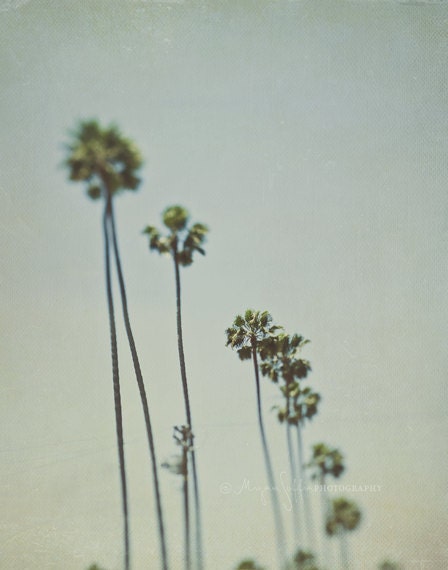 Los Angeles photography, large photograph, wall art, travel photo California palm trees, La La Land summer vacation green gray, 16x20 print