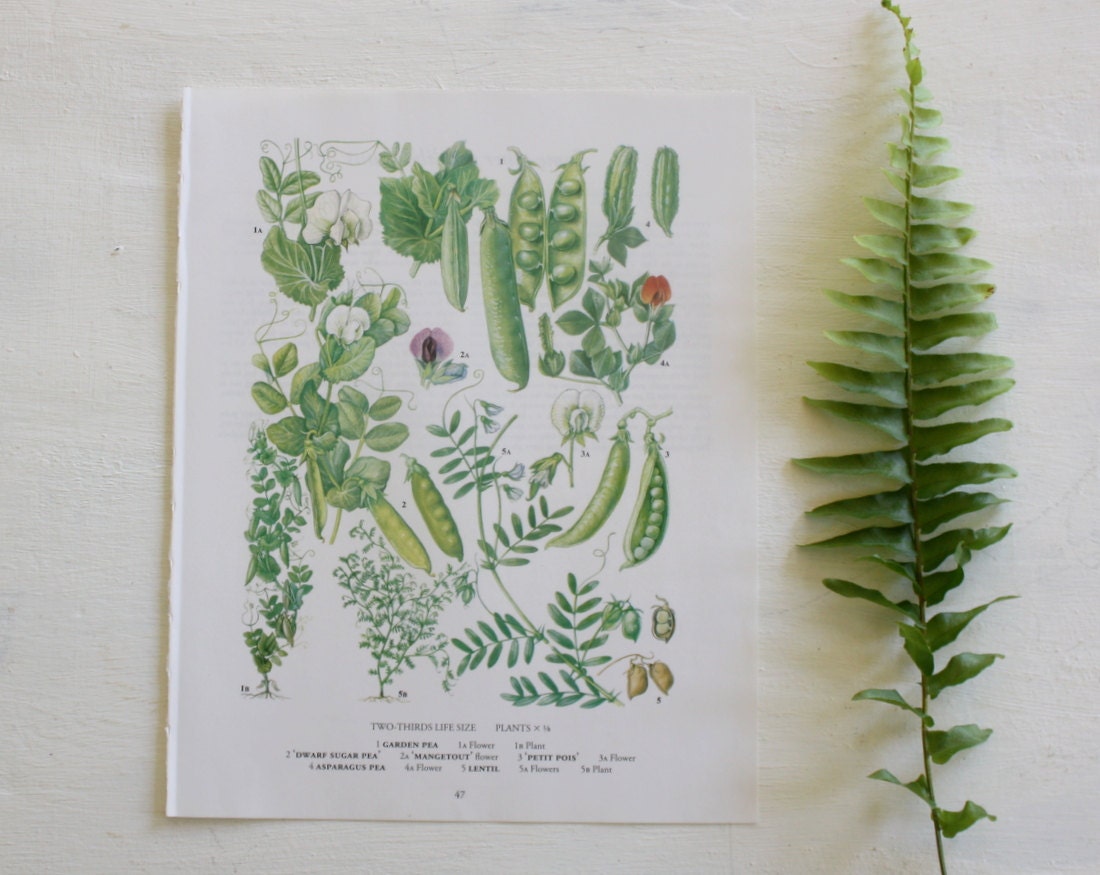 Vintage Botanical Print  -  Peas - 1973