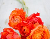 Ranunculus flower print - Nature flower imagery, Cottage style photography print -  blue orange floral peony