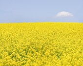 Wildflower field print - Nature flower imagery, blue and yellow mustard seed