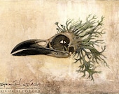Crow Skull with Lichen - 11x17 Print