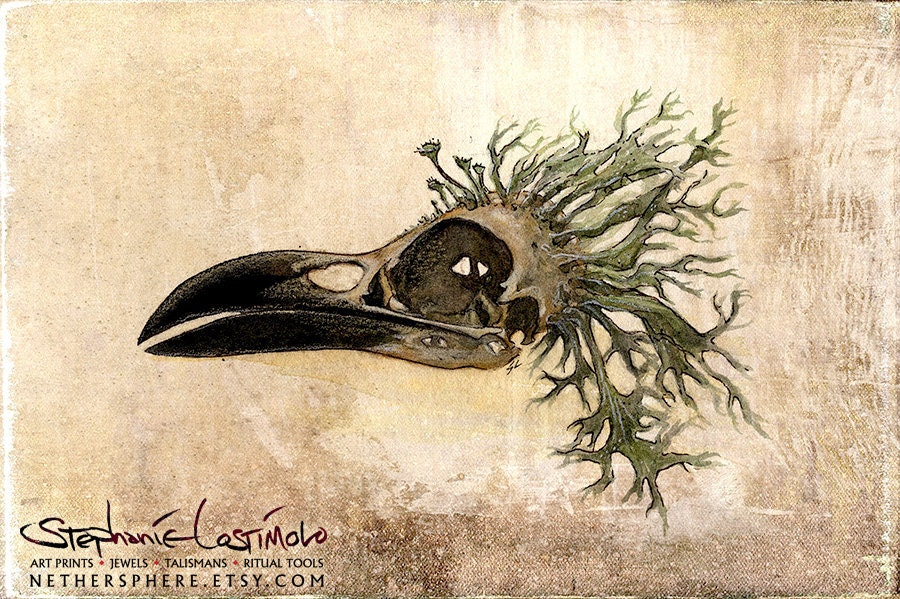 Crow Skull with Lichen - 11x17 Print