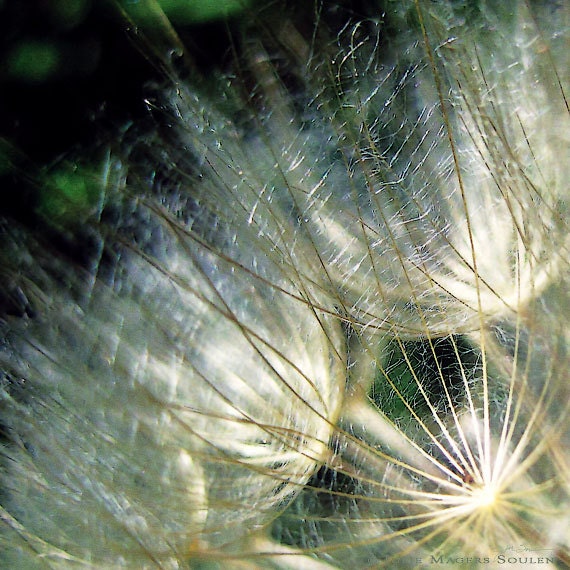 Dandelion Photo -Square Picture -8x8 Print -Home Decor Art -Green and Gold -Photography Gift -Colorado Fine Art Photography