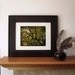 Tree Photography -California Oak -8x10 Print -Mossy Oak -Gold and Green Home Decor Art -Colorado Fine Art Photography