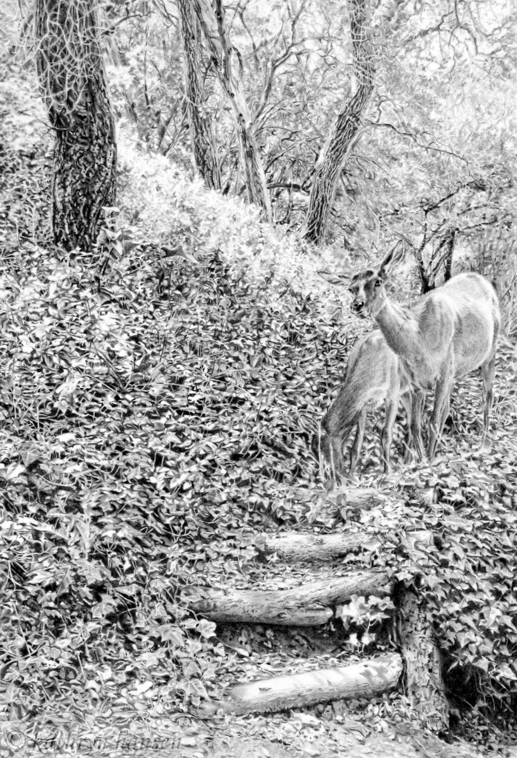 Original graphite pencil drawing of deer, Watchful