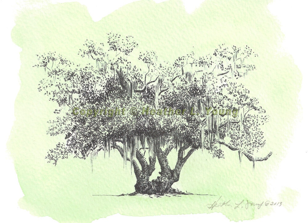 Lovers Oak Tree Drawing Art Print with Green Watercolor Wash