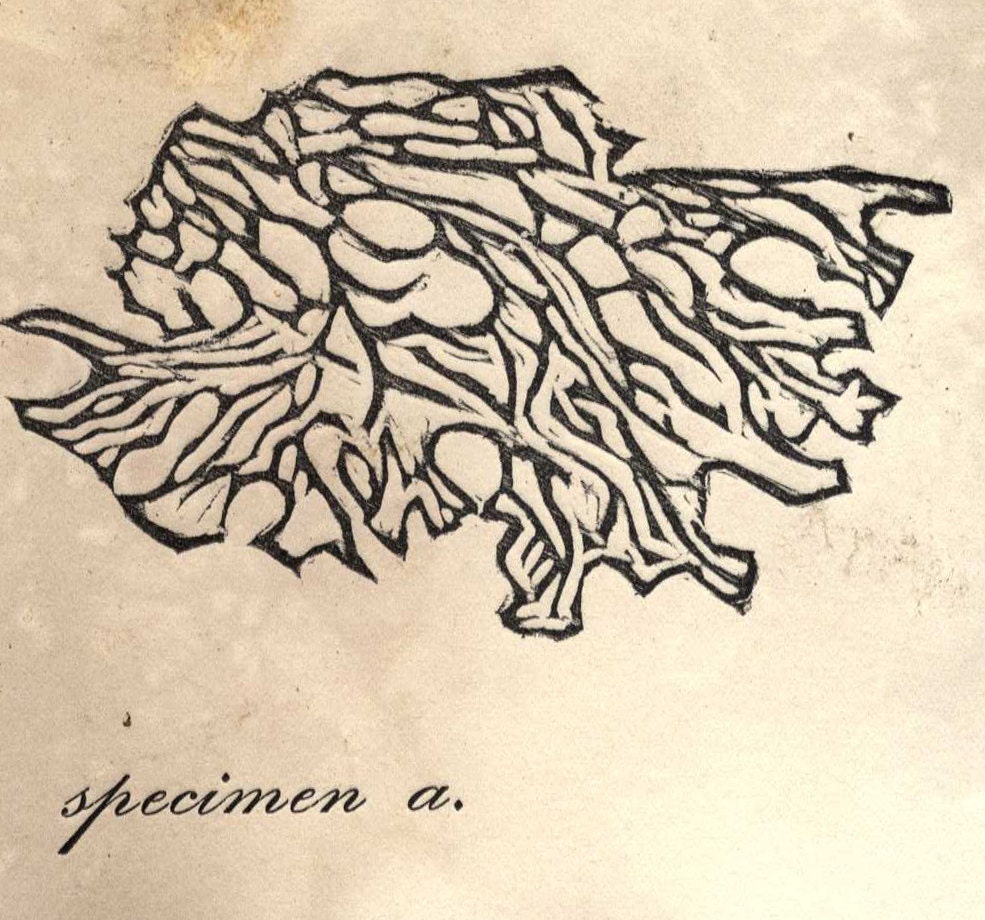 Lungwort: A Lichen Letterpress Postcard