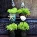 Thimble Planters / Nautical Beach Decor / Miniature Air Plant Containers / Real Sea Shells & Starfish / Collectible Party Favors