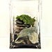 Save the Manatee Terrarium / Donate Endangered Species / Collectible Figurine / Sea Cow / Live Plant Aquarium