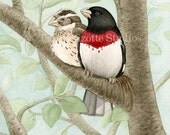 Bird Tree with Rose Breasted Grosbeaks - 8x10 ORIGINAL watercolor painting by Tracy Lizotte