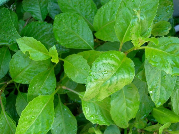 Ashitaba Longevity Spinach Plant for Diabetes and High-Cholesterol in VEGANIC SOIL ( Gynura Procumbens )